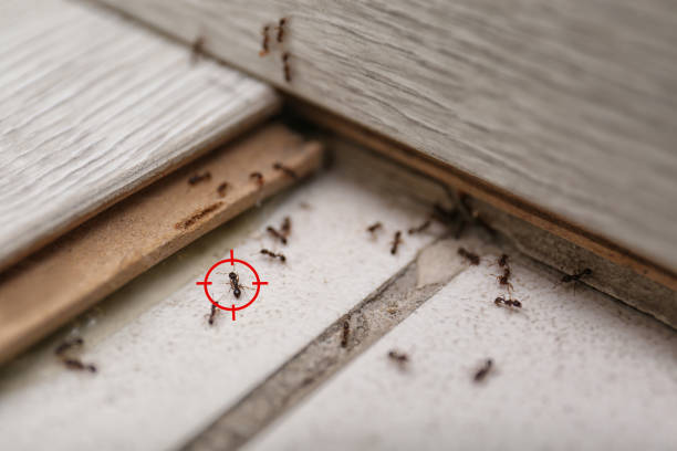 Reliable Enon, VA Pest Control Solutions